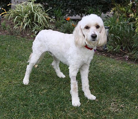 Newport Beach, CA - Goldendoodle. Meet DARBY a Pet for Adoption ...