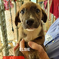 Thumbnail photo of Elsie #3