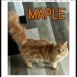 Photo of Maple-COURTESY LISTING