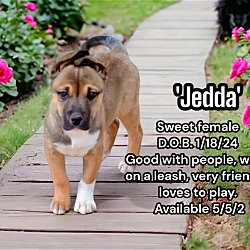 Thumbnail photo of Jedda #1