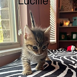 Thumbnail photo of Luce #2