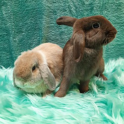 Thumbnail photo of Bowie & Bunneary #2