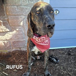 Thumbnail photo of Rufus #1