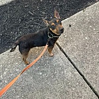 adopt a pet
