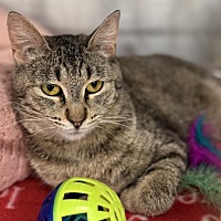 adopt a pet