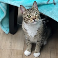 adopt a pet