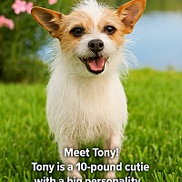 adopt a pet