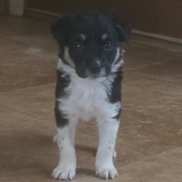 adopt-pet