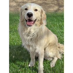 Anderson, IN - Labrador Retriever. Meet Mondo a Pet for Adoption ...
