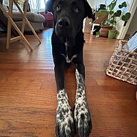AXEL - German Shepherd Dog / Labrador Retriever available for adoption