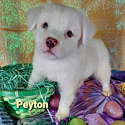Thumbnail photo of Peyton #4