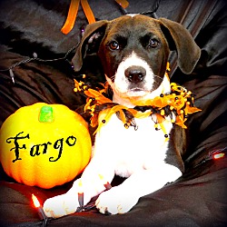 Thumbnail photo of Fargo~adopted! #1