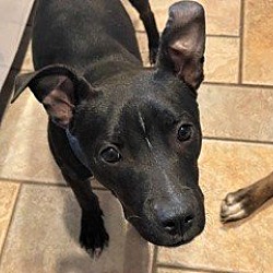 Photo of Meet Pixie!  Need a playmate for your Pup or U?