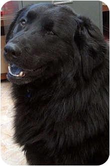 newfie chow mix