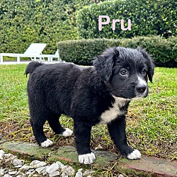 Thumbnail photo of PRU #1