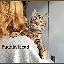 Thumbnail photo of Puddin' Head #1