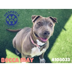 Photo of BECCA MAY (RESCUE ONLY)