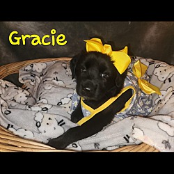 Photo of Gracie