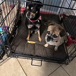 bonded pet photo