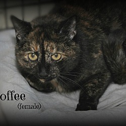 Thumbnail photo of Toffee #3