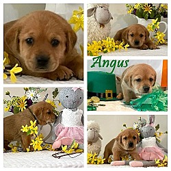 Photo of Molly Maguire Litter:  Angus