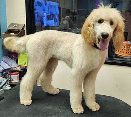 Las Vegas, NV - Poodle (Standard). Meet Tulip a Pet for Adoption