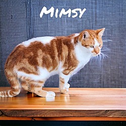 Photo of Mimsy