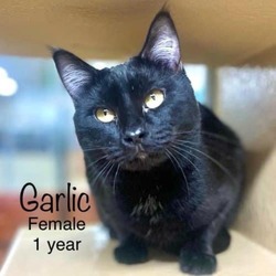 Thumbnail photo of Garlic #1