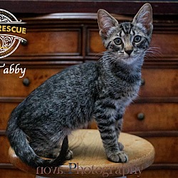 Thumbnail photo of Toby Tabby #1