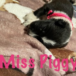 Thumbnail photo of Miss Piggy #3