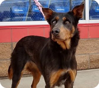 doberman and husky mix