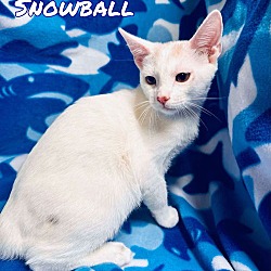 Thumbnail photo of Snowball #3