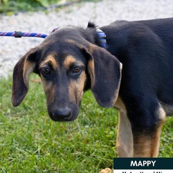 Thumbnail photo of Mappy #1