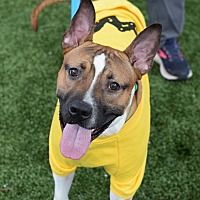 adopt a pet
