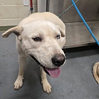 adopt a pet