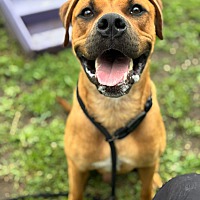 adopt a pet