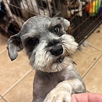 adopt a pet