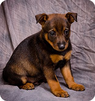 heeler mix miniature pinscher anna bubba pet adoption meet