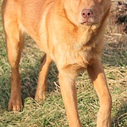 Thumbnail photo of KAYDEN(TWO GREAT BREEDS!! WOW! #3