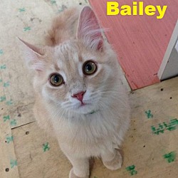 Thumbnail photo of Bailey - Adopted March 2016 #2