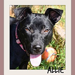 Thumbnail photo of Allie-Adoption Pending #4