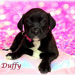Thumbnail photo of Duffy~adopted! #1