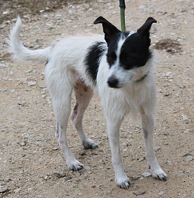 Rocky Hill, CT - Jack Russell Terrier. Meet Oreo a Pet for Adoption ...