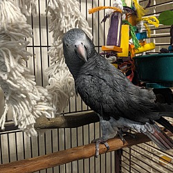 Thumbnail photo of Avery The African Grey #4