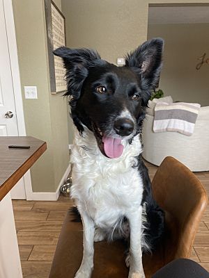 Boise, ID - Border Collie. Meet Daisy a Pet for Adoption - AdoptaPet.com