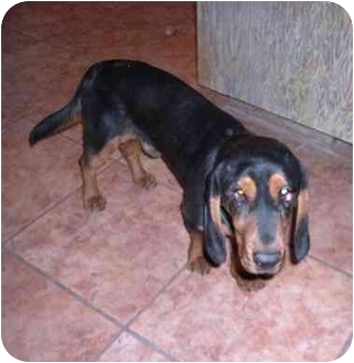 Phoenix Az Basset Hound Meet Baldwin A Pet For Adoption