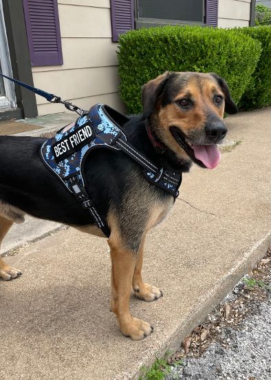 Service dog vest petsmart sale