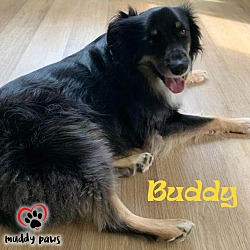 Photo of Buddy (Courtesy Post)