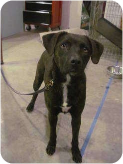 treeing walker coonhound black lab mix