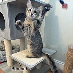 Thumbnail photo of Bernard #4